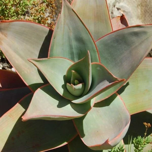 Зображення Алое смугасте - Aloe striata 