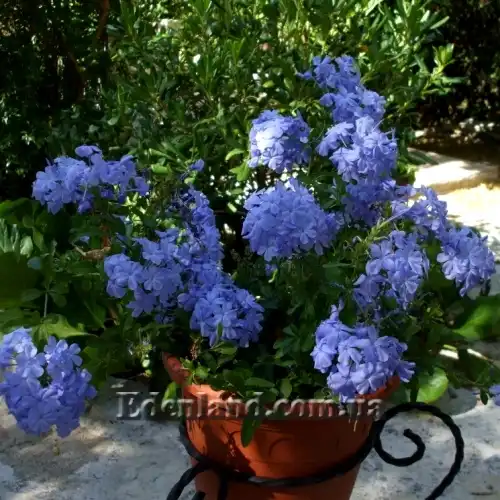 Изображение цветущий куст