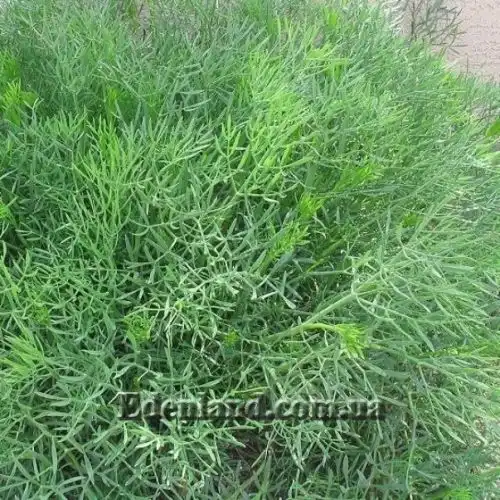 Зображення кущики