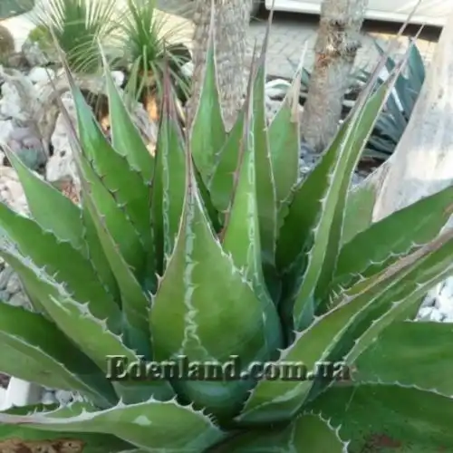 Изображение Агава Монтана - Agave montana