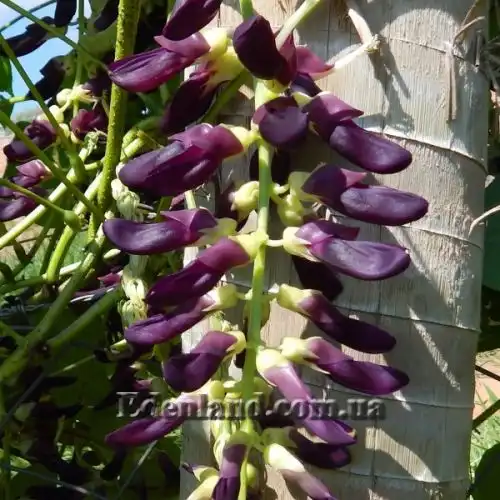 Изображение Мукуна жгучая - Mucuna pruriens