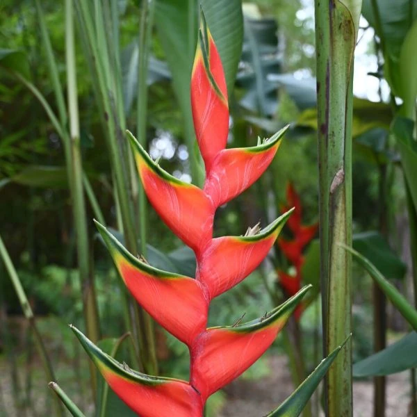 Зображення Геліконія біхай 'Lobster Claw Two' - Heliconia bihai 'Lobster Claw Two' 