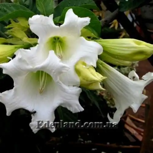 Изображение цветение