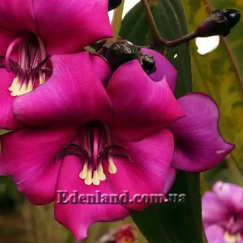 Изображение Мериания благородная - Meriania Nobilis