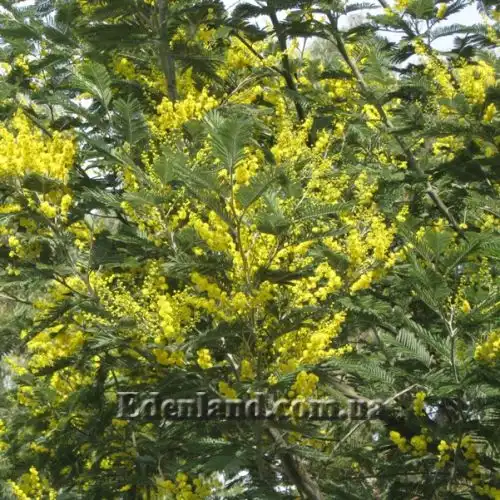 Изображение Акация беловатая (серебристая) - Acacia dealbata