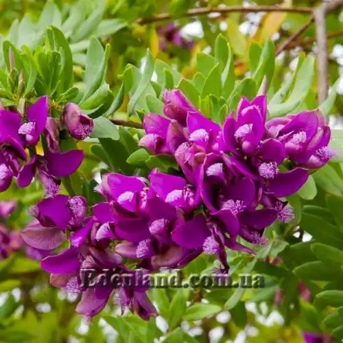 Зображення Істод миртолистий - Polygala myrtifolia