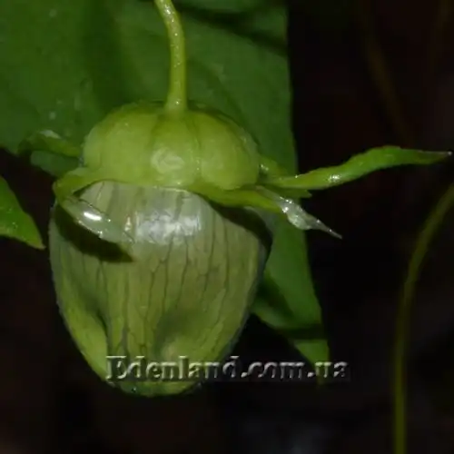 Зображення Кодонопсис зелений - Codonopsis viridis