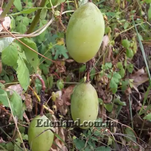 Зображення Пасифлора рукавчаста - Passiflora manicata