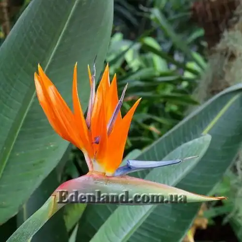 Стрелиция Королевская - Strelitzia reginae