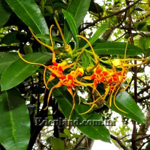 Изображение цветение