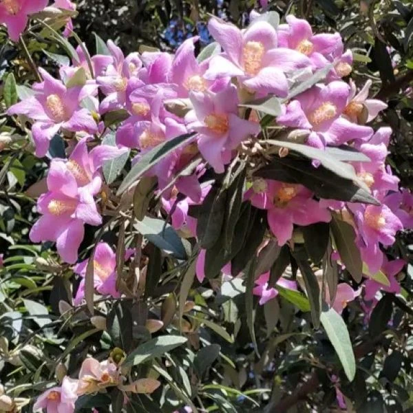 Зображення Лагунарія Патерсона - Lagunaria patersonii