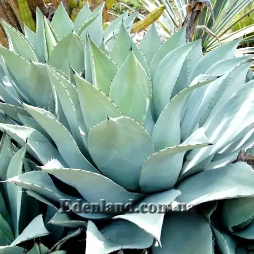 Изображение взрослое растение