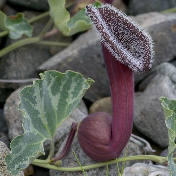 Зображення Хвилівник (Аристолохія) чилійський - Aristolochia chilensis 