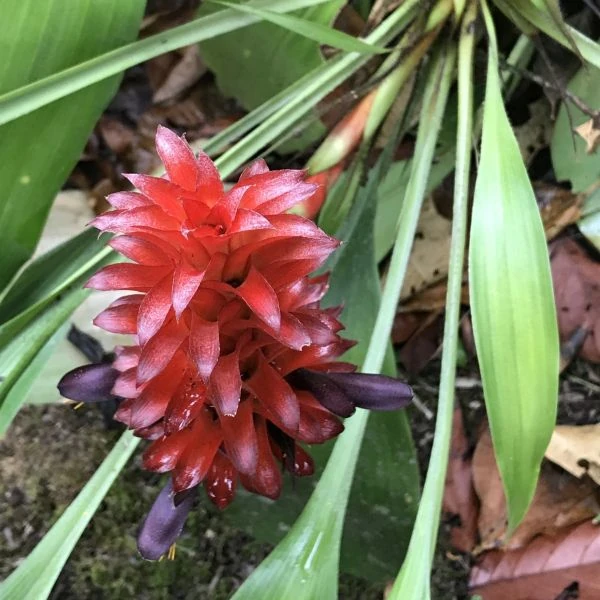 Зображення Піткернія чорна - Pitcairnia nigra 