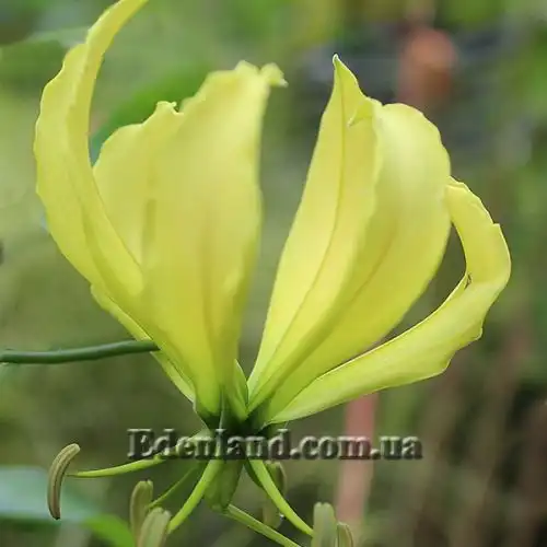 Изображение Глориоза роскошная желтая - Gloriosa superba Yellow 