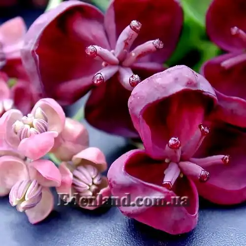 Зображення чоловічі та жіночі квіти