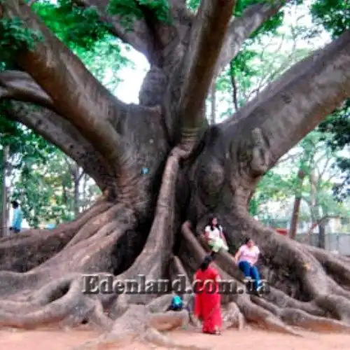 Зображення коріння