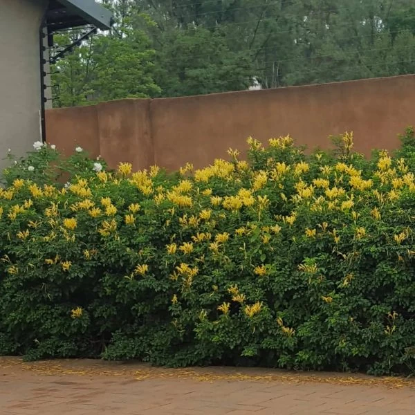 Изображение Текомария капская  - Tecomaria capensis