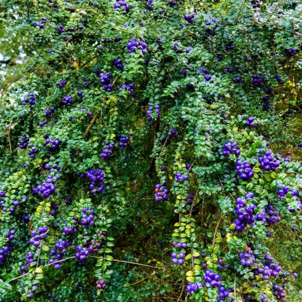 Изображение Рафитамнус колючий - Rhaphithamnus spinosus 