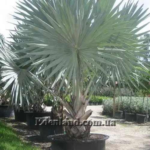 Изображение пальма в контейнере