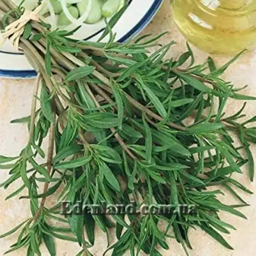 Зображення Сатурея садова - Satureja hortensis