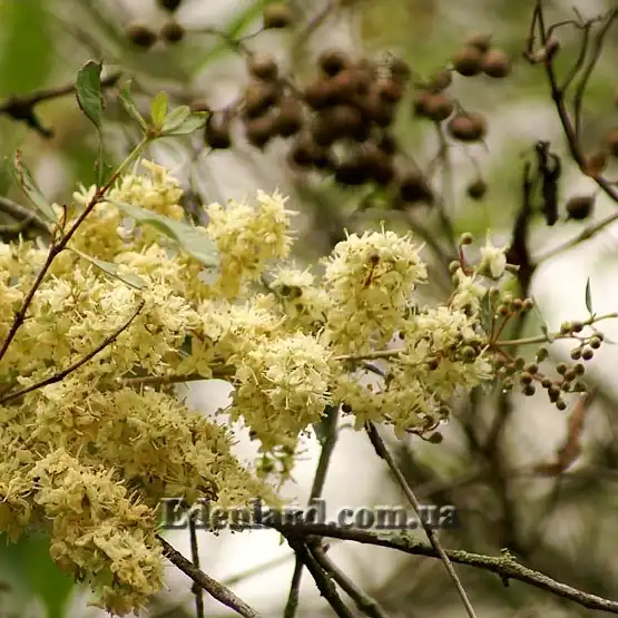 Зображення цветущая кисть