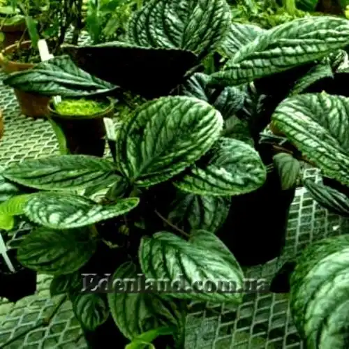 Изображение Дримония турриалве - Drymonia turrialvae