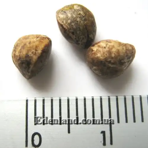 Изображение семена