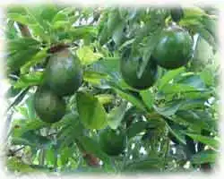 Авокадо, Алігаторова груша