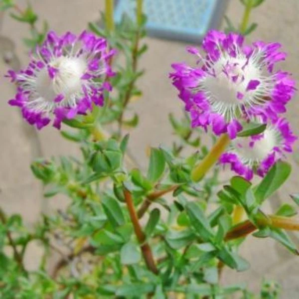 Изображение Эрепсия Пилланс  - Erepsia pillansii