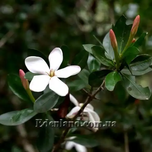 Изображение Гиперакантус приятный - Hyperacanthus amoenus