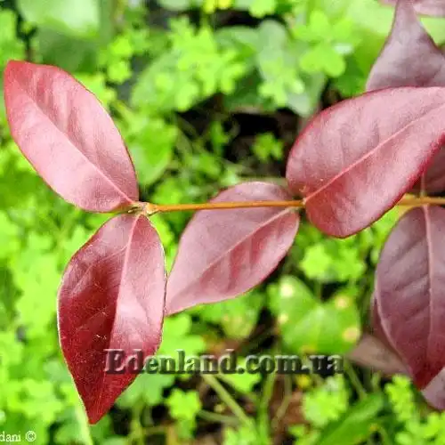 Изображение Евгения одноцветковая - Eugenia uniflora