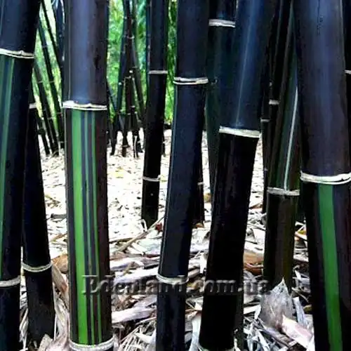 Бамбук лако - Bambusa lako