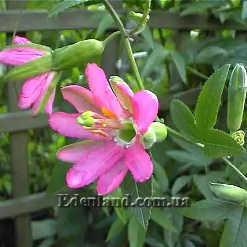 Пассифлора Мэтью - Passiflora matthewsii