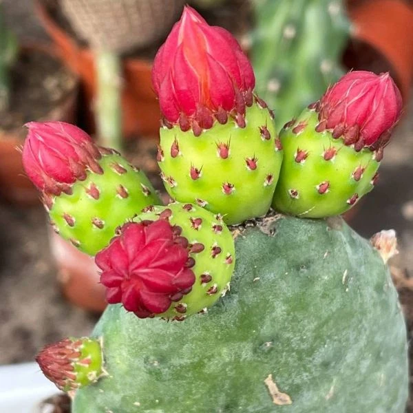 Зображення Тацинга неприємна - Tacinga inamoena 