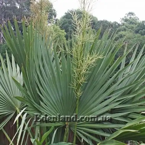Зображення Сабаль малий - Sabal minor