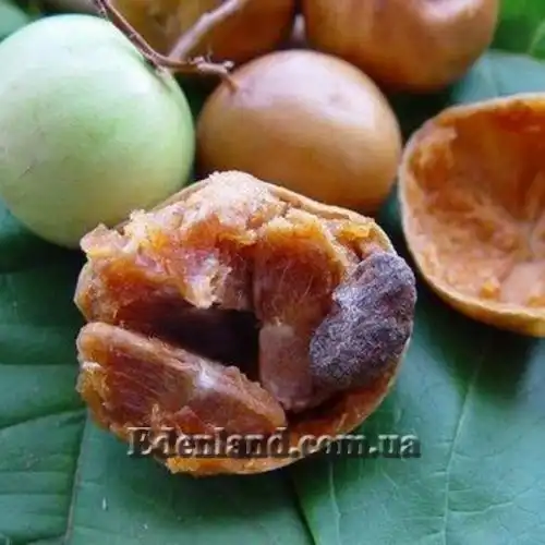 Изображение Вангерия несчастная - Vangueria infausta