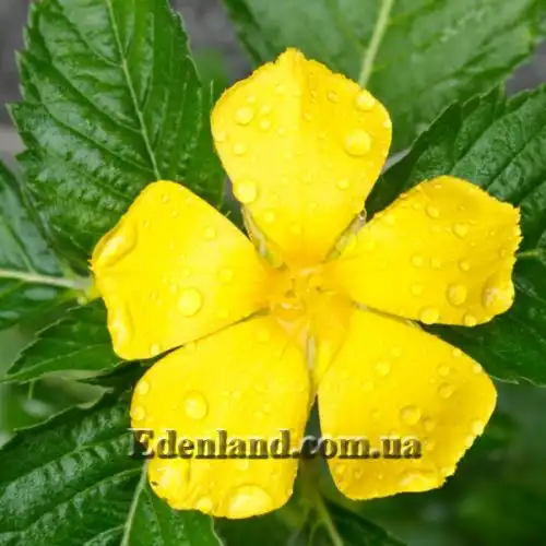 Изображение Тёрнера (Турнера) раскидистая - Turnera diffusa