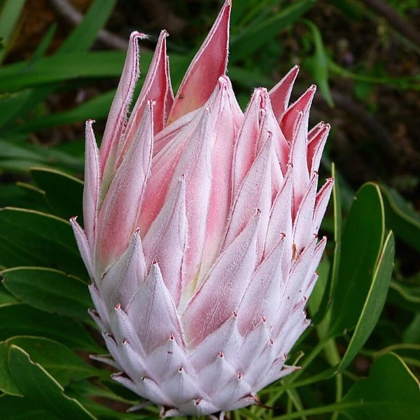 Изображение Протея цинаровидная  - Protea cynaroides