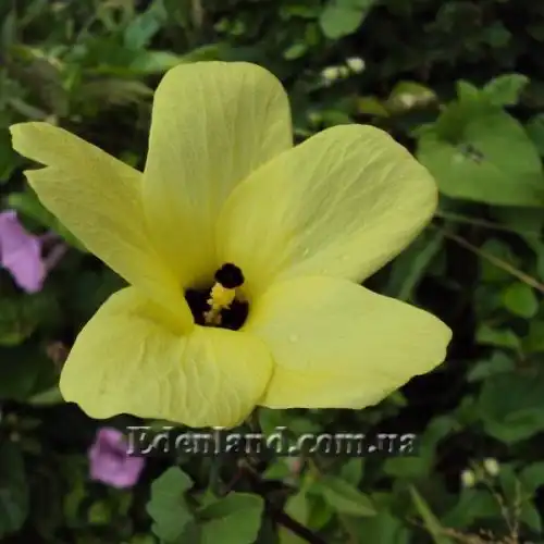 Изображение цветок