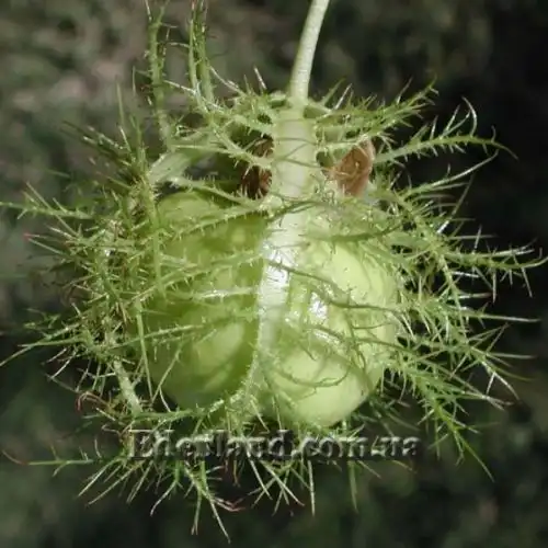 Зображення Пасифлора смердюча (гібіскусолиста) - Passiflora foetida v.hibiscifolia
