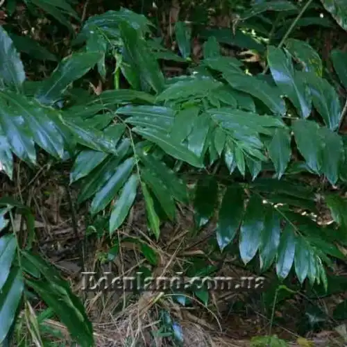 Изображение Афрамомум узколистный - Aframomum angustifolium