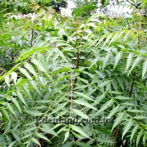 Изображение взрослое растение