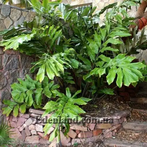 Изображение Валличия (валлихия) продолговатолистная - Wallichia oblongifolia