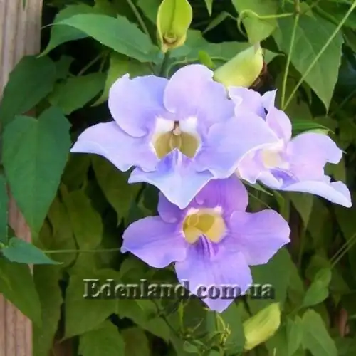 Изображение Тунбергия крупноцветковая - Thunbergia grandiflora