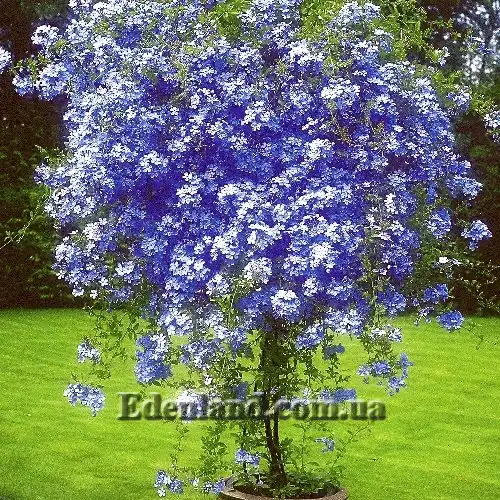 Изображение цветущее дерево