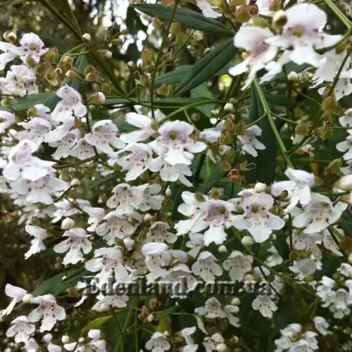 Зображення Простантера косматоквіткова - Prostanthera lasianthos