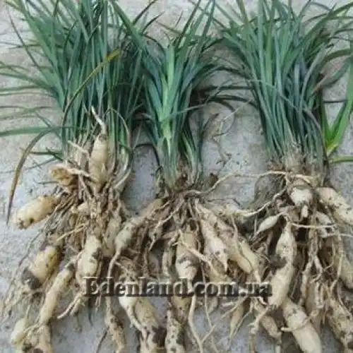Изображение Офиопогон японский - Ophiopogon japonicus