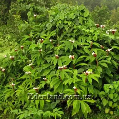 Изображение Гелления прекрасная - Hellenia speciosa
