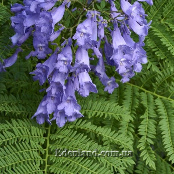 Изображение Жакаранда мимозолистная - Jacaranda mimosifolia